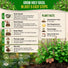 Holy Basil Seeds Pack 0.5G