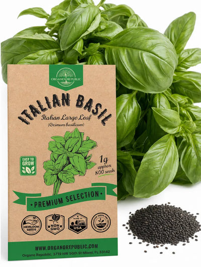 Sweet Basil Seeds – Italian Large Leaf, Non-GMO Heirloom