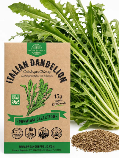 Italian Dandelion Catalogna Chicory Seeds – Non-GMO Heirloom