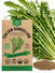 Italian Dandelion - Catalogna Chicory Seeds - Organo Republic