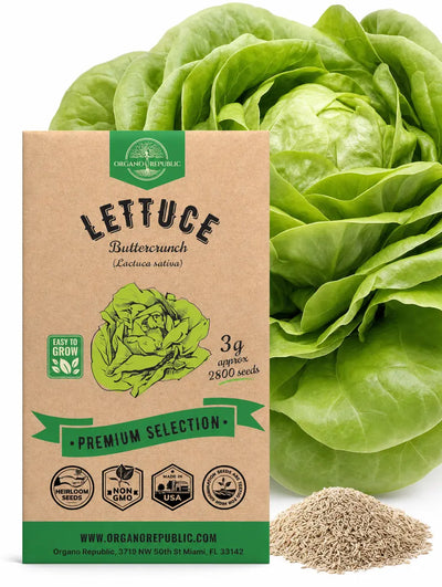 Buttercrunch Lettuce Seeds – Non-GMO Heirloom