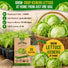 Lettuce Iceberg Seeds Pack 3G