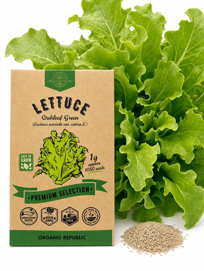 Green Oakleaf Lettuce Seeds – Non-GMO Heirloom