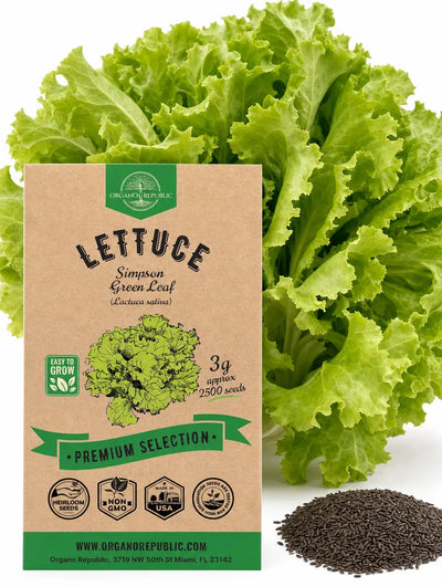 Black Seeded Simpson Lettuce Seeds – Non-GMO Heirloom