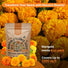 Marigold Seeds Pack Organo Republic
