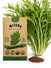Mizuna Seeds