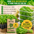 Mustard Southern Giant Seeds Pack 5G