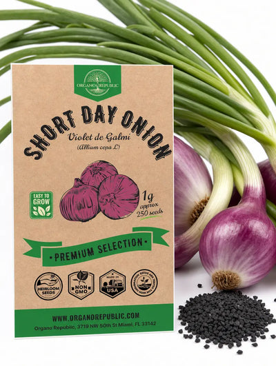 Violet de Galmi Onion Seeds – Non-GMO Heirloom
