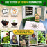 Onion Walla Walla Seeds Pack 1G
