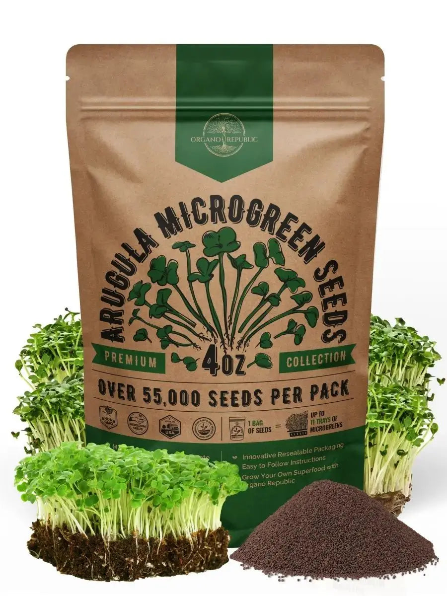Arugula Sprouting & Microgreens Seeds 4oz - Organo Republic seeds store Arugula Sprouting & Microgreens Seeds 4oz