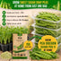 Pea Oregon Sugar Pod II Seeds Pack 15G