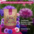 Polka Dot Mix Cornflower Seeds Organo Republic