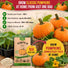 Pumpkin Connecticut Field Seeds Pack 10G