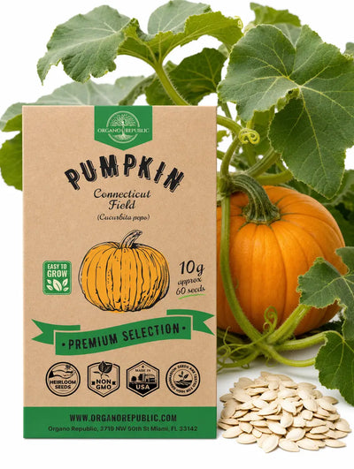 Connecticut Field Pumpkin Seeds – Non-GMO Heirloom