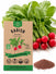 Radish Champion Seeds - Organo Republic