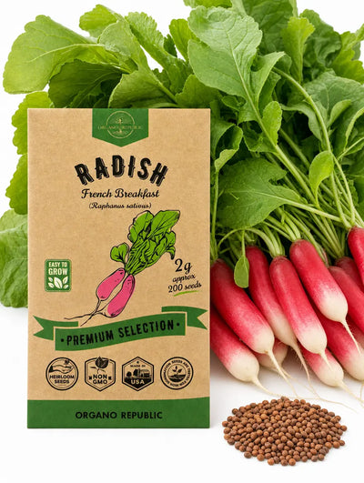French Breakfast Radish Seeds – Non-GMO Heirloom