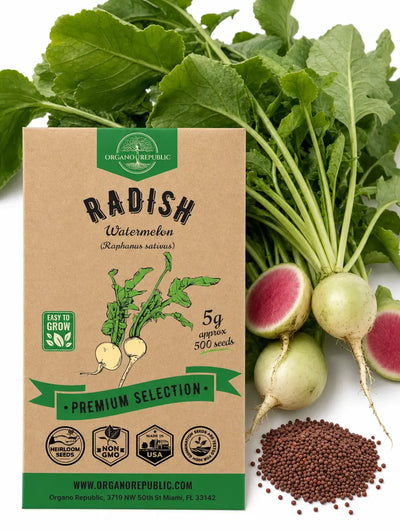 Watermelon Radish Seeds – Non-GMO Heirloom