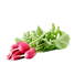 Radish China Rose - 3G