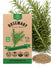 Rosemary Seeds - Organo Republic