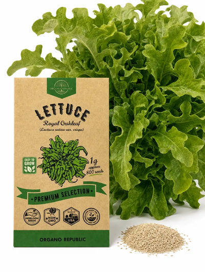 Royal Oakleaf Lettuce Seeds – Non-GMO Heirloom