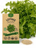Royal Oakleaf Lettuce Seeds