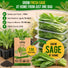 Sage Seeds Pack 1.5 G