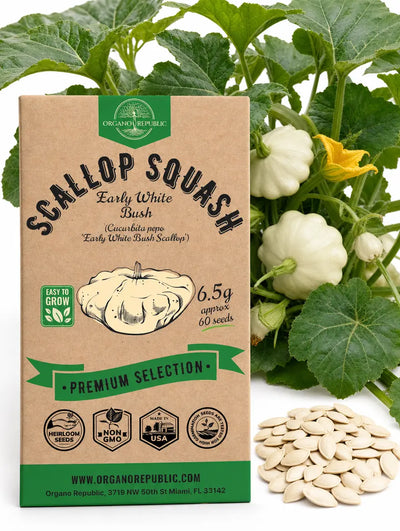 Early White Bush Scallop Squash Seeds – Non-GMO Heirloom