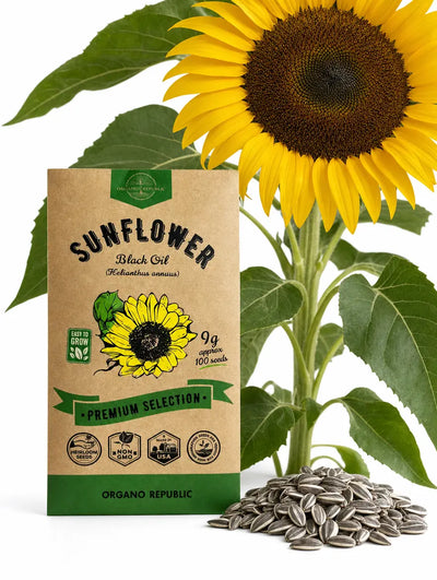 Black Oil Sunflower Seeds – Non-GMO Heirloom
