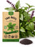 Thai Basil Licorice Seeds