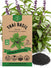 Thai Basil Licorice Seeds - Organo Republic