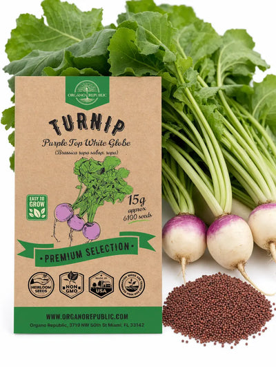 Purple Top Turnip Seeds – Non-GMO Heirloom