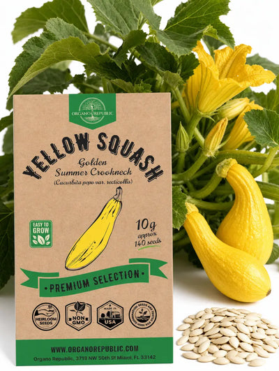 Summer Yellow Squash Seeds (Golden Crookneck) – Non-GMO Heirloom
