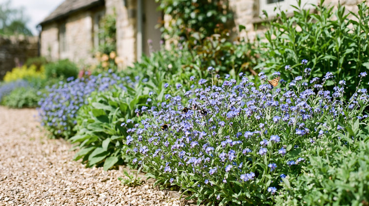 A blue drift of cape forget-me-not keeps bees and butterflies fed for months.