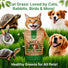 Cat Grass Seeds Mix - 5,200 Non - GMO Heirloom Seeds for Cats & Pets, 4 oz Pack for Growing Fresh Barley, Oat, Rye & Wheat Grass Seeds for Planting, Indoor Plants for Pets, Hairball Remedy for Cats - Organo Republic