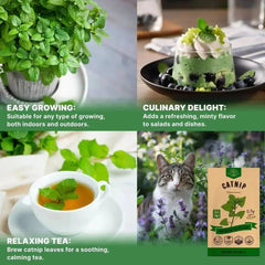 Catnip Seeds Pack 3G - Organo Republic seeds store Catnip Seeds Pack 3G