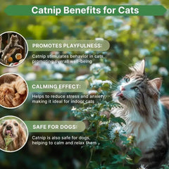 Catnip Seeds Pack 3G - Organo Republic seeds store Catnip Seeds Pack 3G