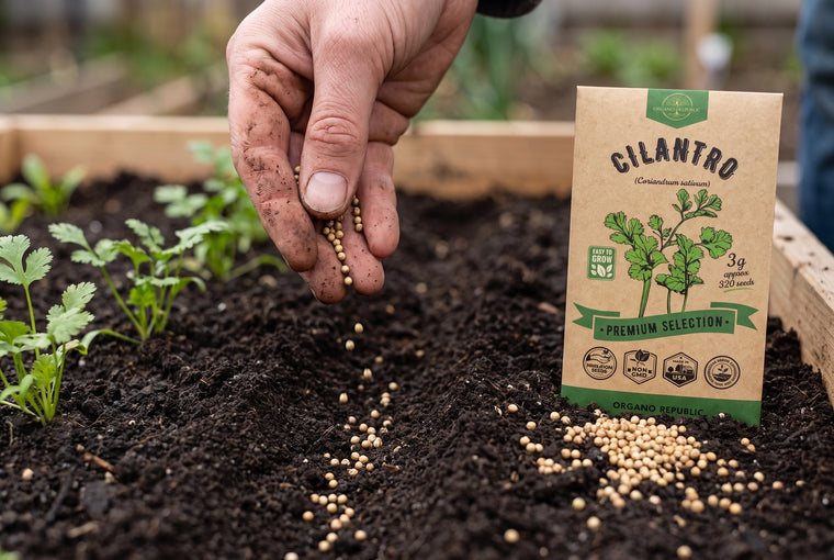 Direct-sow cilantro a quarter inch deep, right where it will grow.