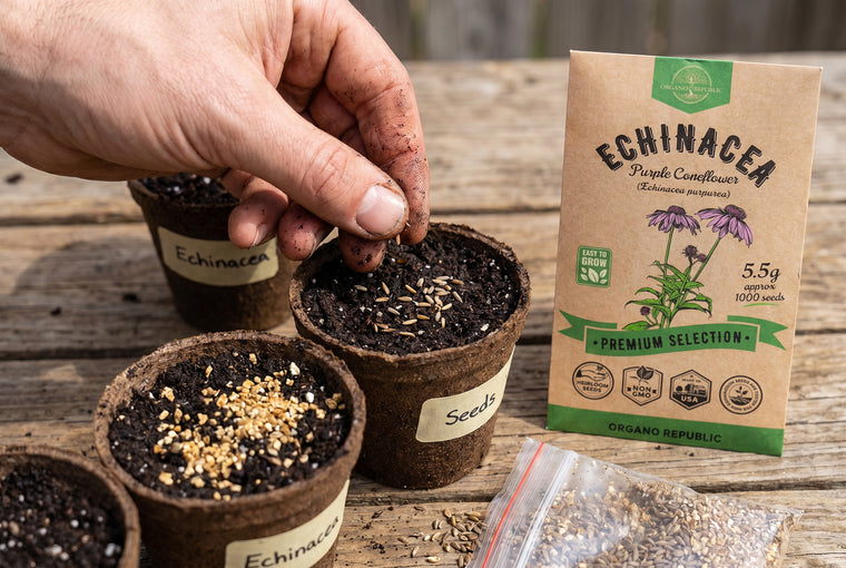 Sow cold-stratified echinacea seeds a quarter inch deep for even germination.