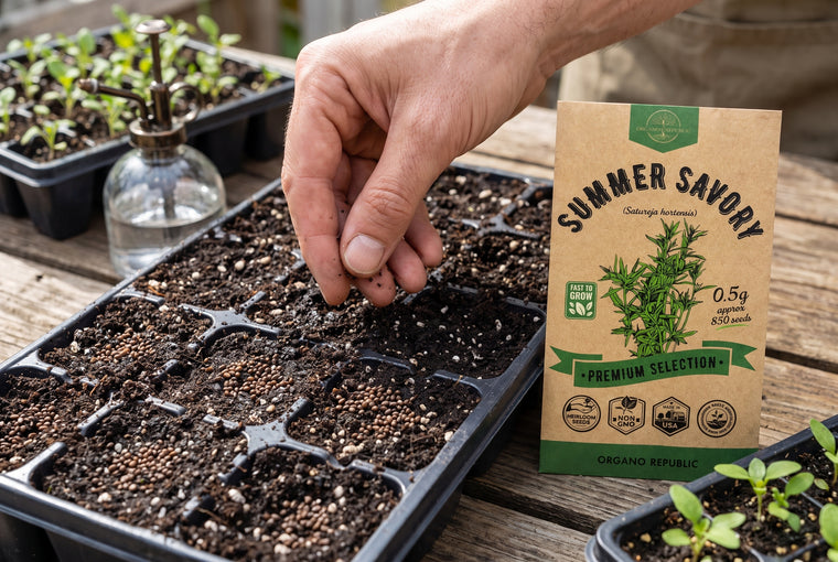 Sow summer savory shallow; the tiny seeds need light to sprout.
