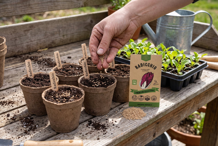 Start radicchio in small pots, then transplant, or sow shallowly in place.