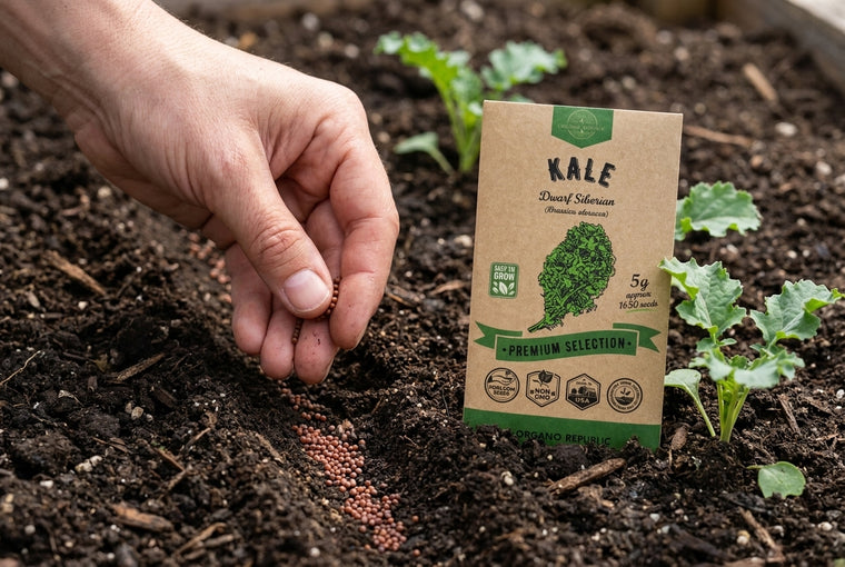 Direct-sow kale a quarter to half inch deep, then thin the seedlings.