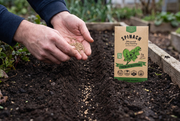 Direct-sow spinach seeds half an inch deep in cool early-spring soil.