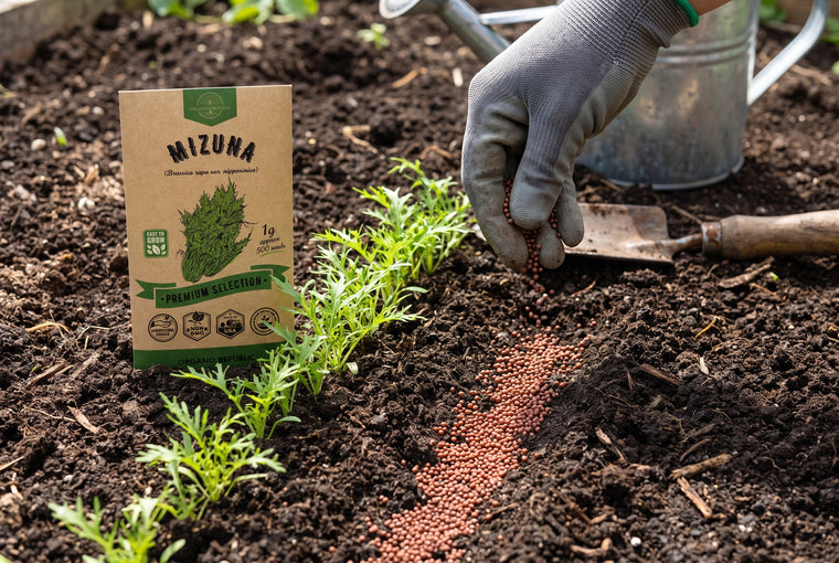 Direct-sow mizuna thickly for cut-and-come-again baby leaves.