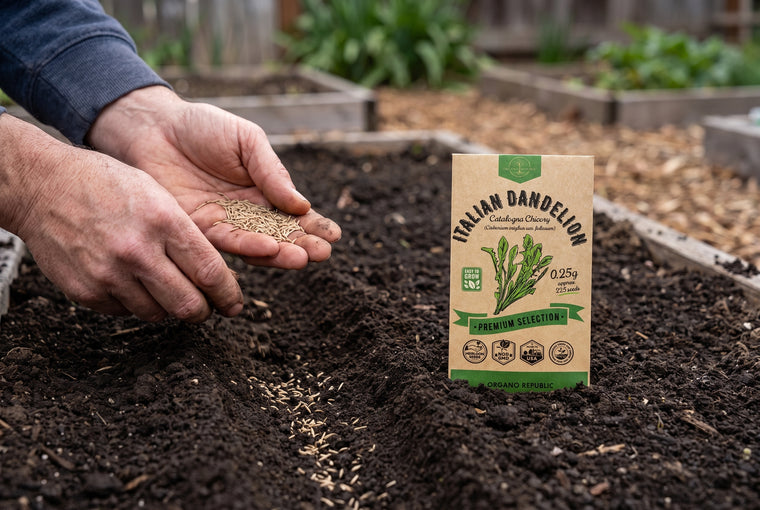 Direct-sow the tiny seeds a quarter inch deep and barely cover them.