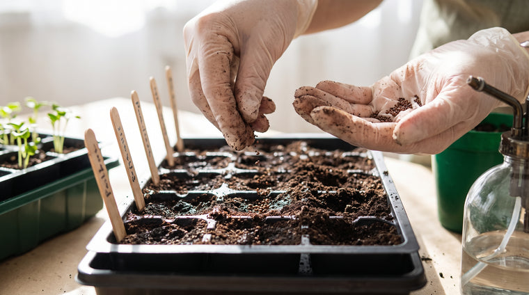 Start hyssop seeds shallow on the surface of a fine, moist seed-starting mix.