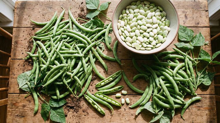 Green snap beans and shelled limas, fresh from the garden for the kitchen.