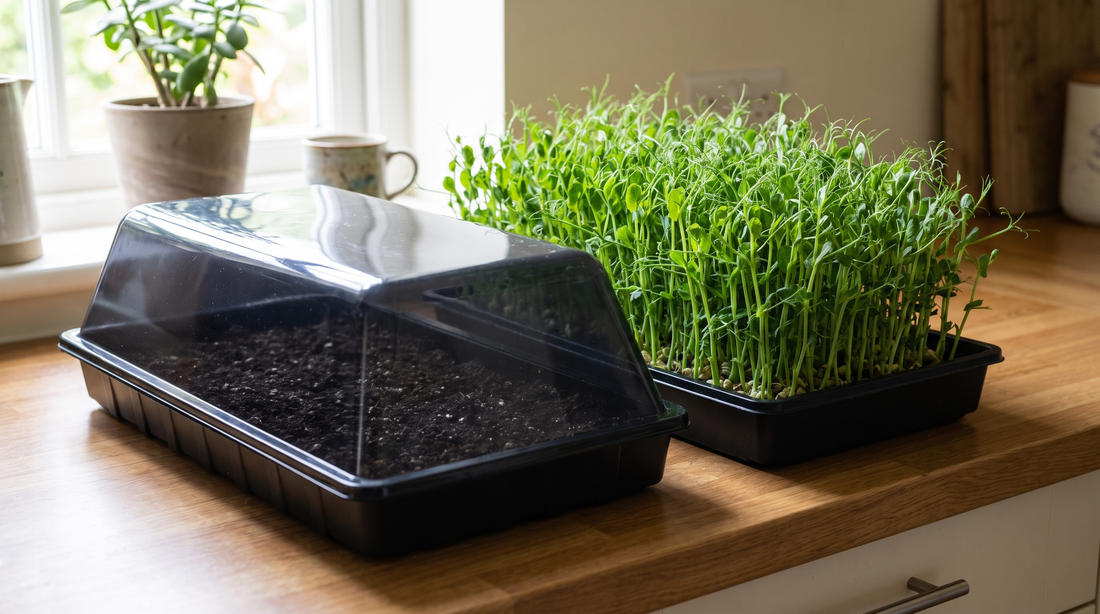 Soak pea seeds 8 to 12 hours, then sow densely on a tray.
