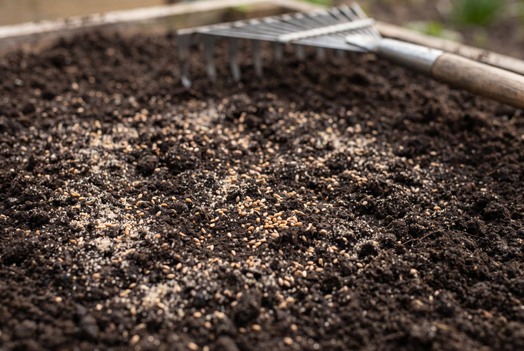 Tiny micro clover seed broadcast over a freshly raked, weed-free bed and pressed into moist soil.