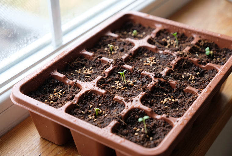 Surface-sow the tiny seeds and barely press them in, since they need light to germinate.