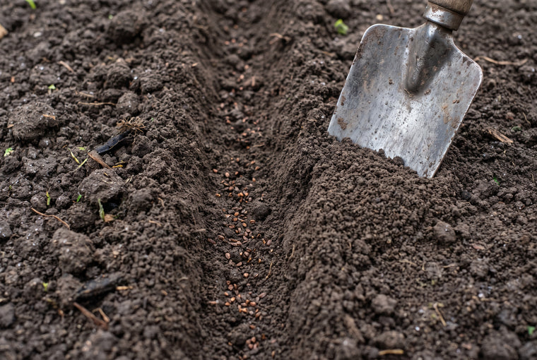 Sowing larkspur seeds directly into a prepared garden bed in cool early-season soil.